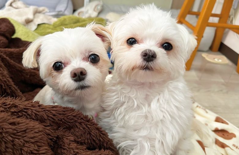 2匹の幸せそうな写真1